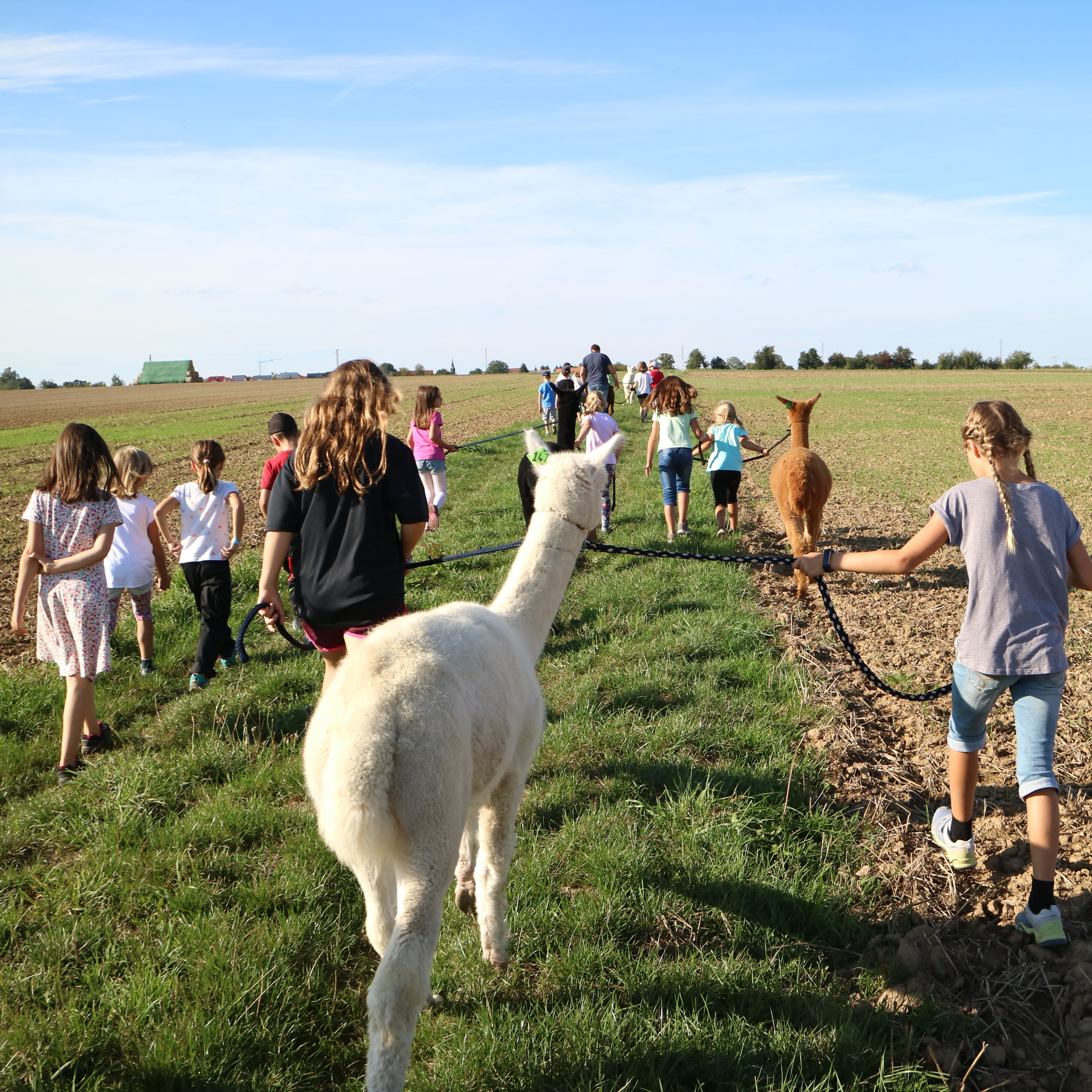 Kinder bei einer Alpakatour