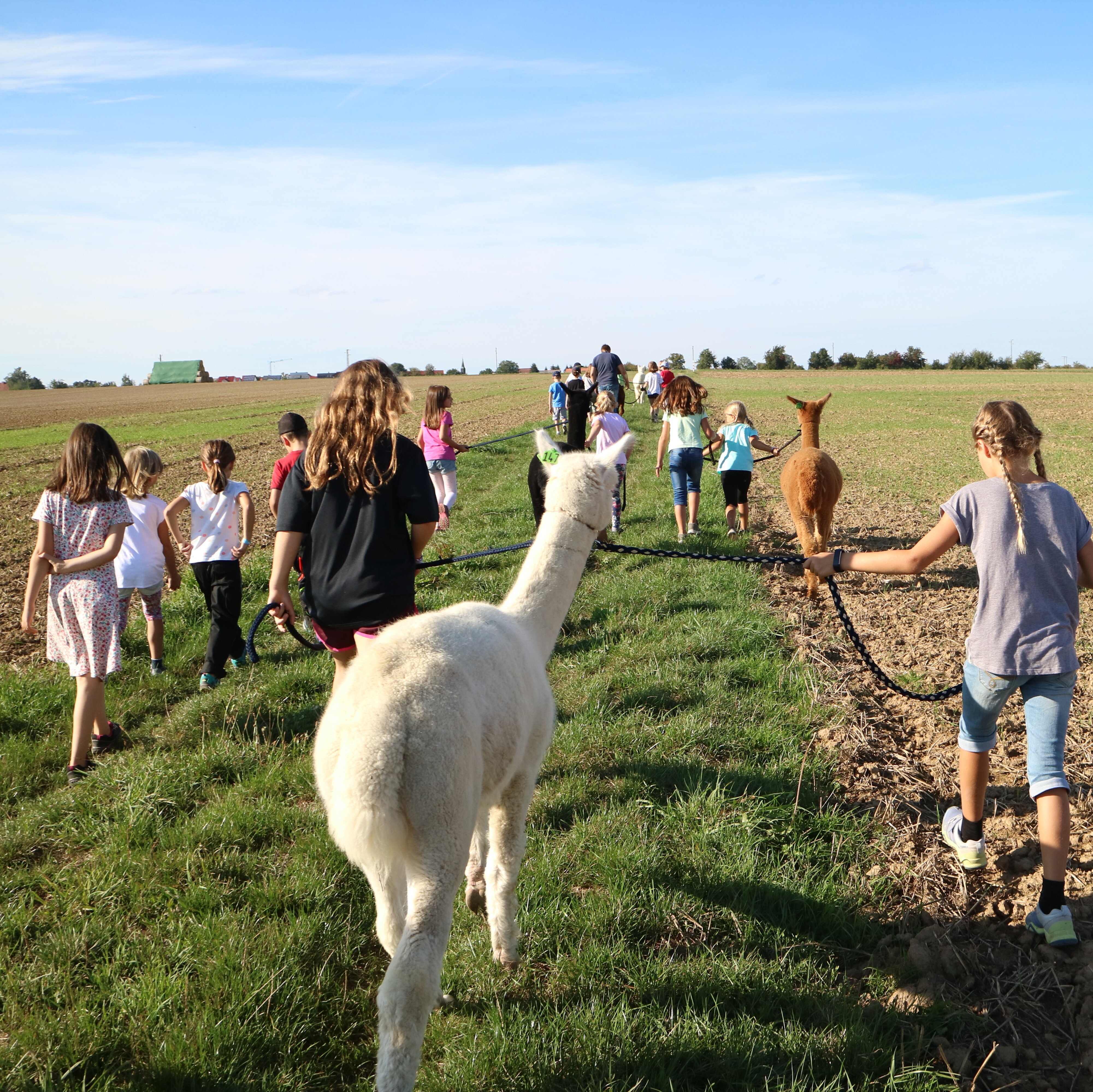 Kinder bei einer Alpakatour