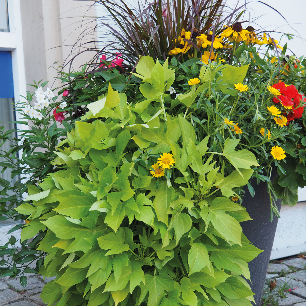 Bunt bepflanzter Blumenkübel