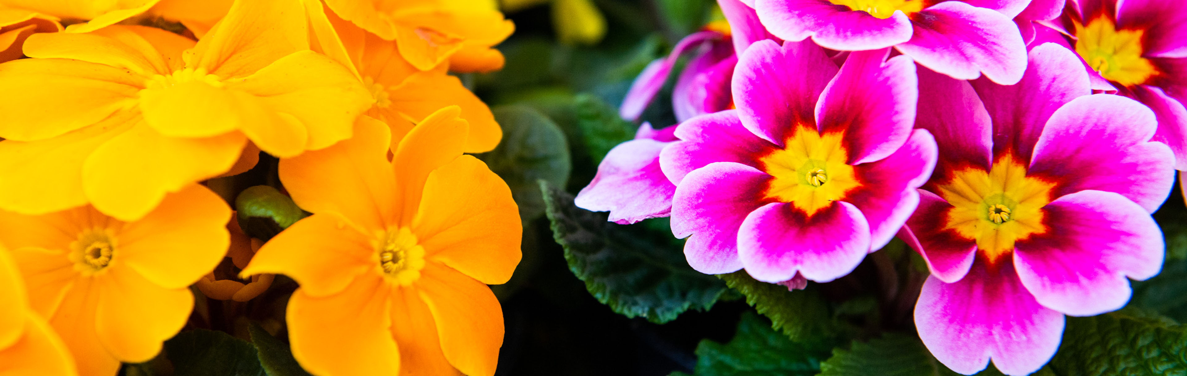 Gelbe und Pinke Primel