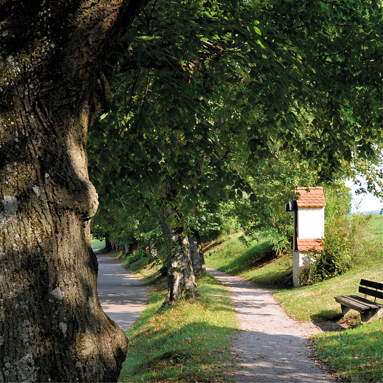 Allee mit grünen Bäumen und einer Holzbank