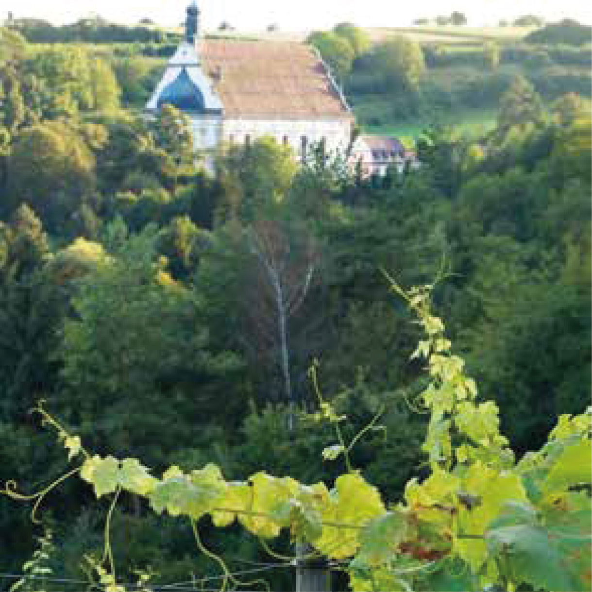 Blick aus Weinberg auf Wallfahrtskirche Weggental