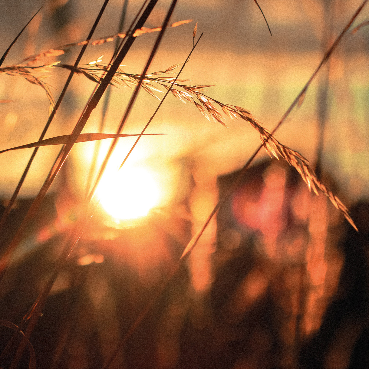 Sonnenuntergang hinter Gräsern