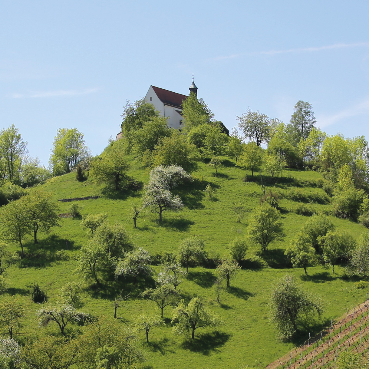 Wurmlinger Kapellenberg Nordseite